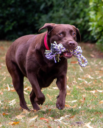 Ancol Playtime Ropey Knot Dog Toy