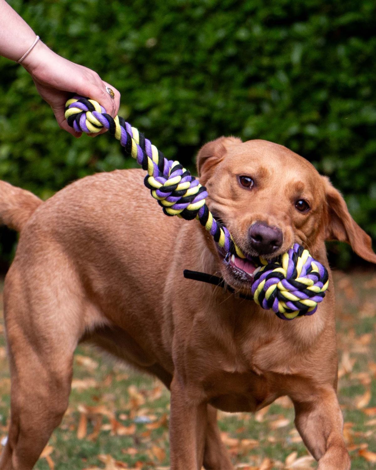 Ancol Playtime Tricoloured Jumbo Rope Ball Tug Dog Toy
