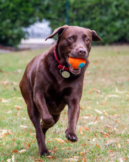 Ancol Playtime Chase Tough Rubber Ball Dog Toy
