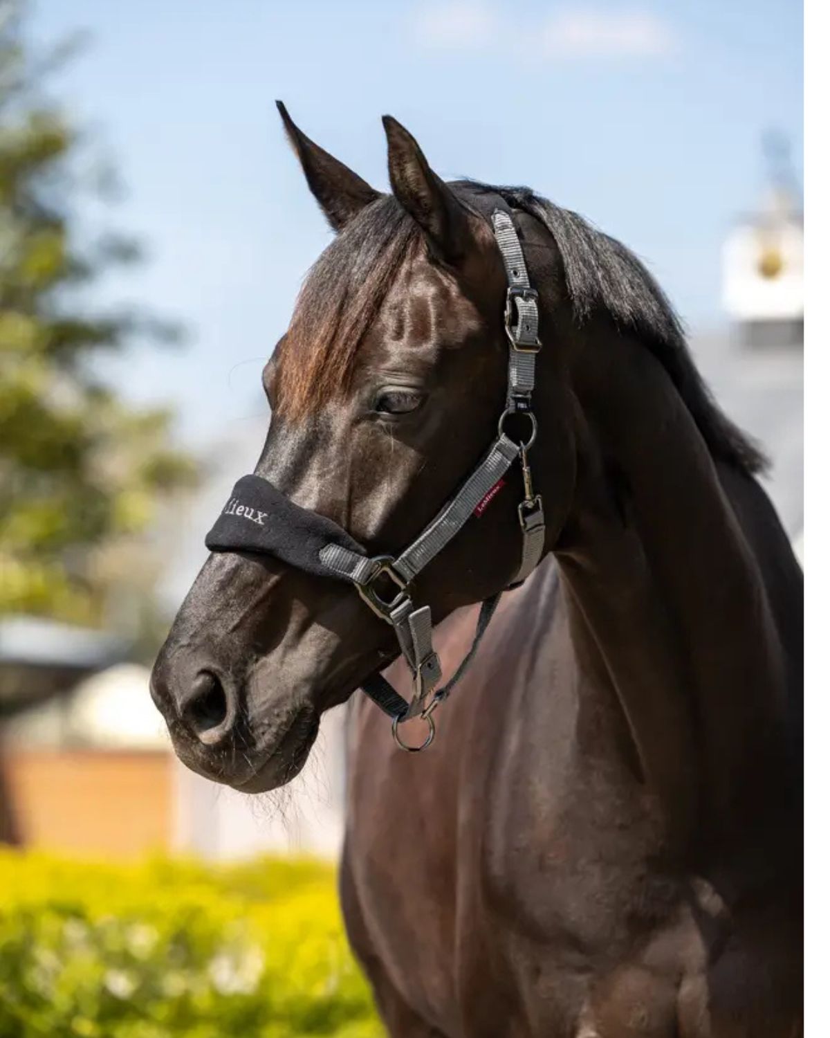 LeMieux Vogue Headcollar & Leadrope Black