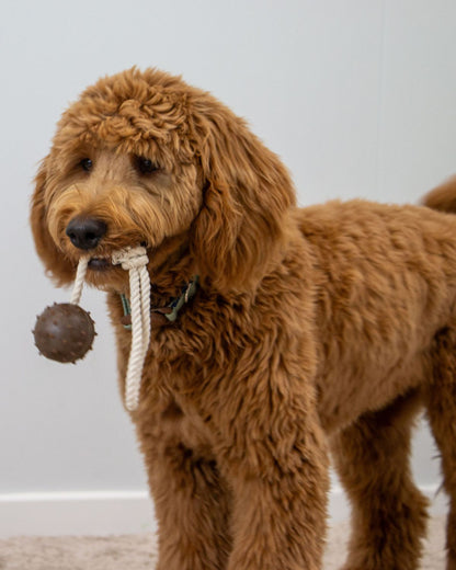 Ancol Tough Coffee Ground Ropey Ball Tugger Dog Toy