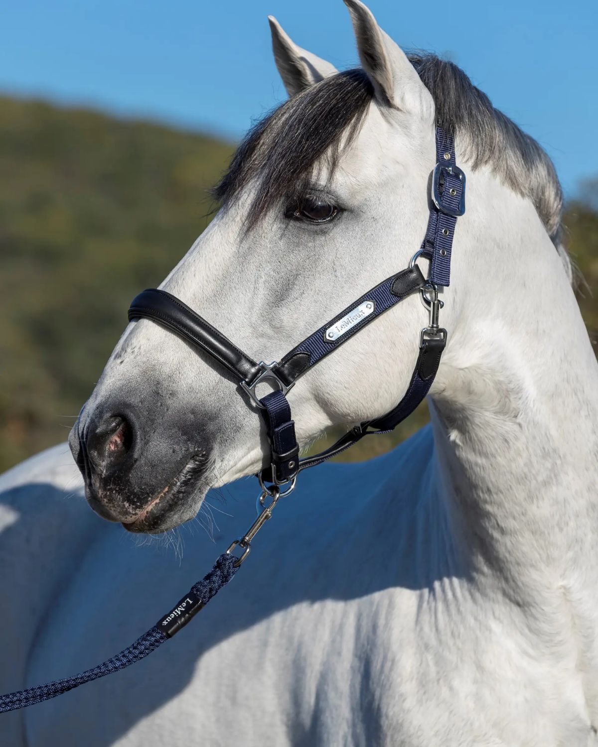 LeMieux Capella Headcollar Navy