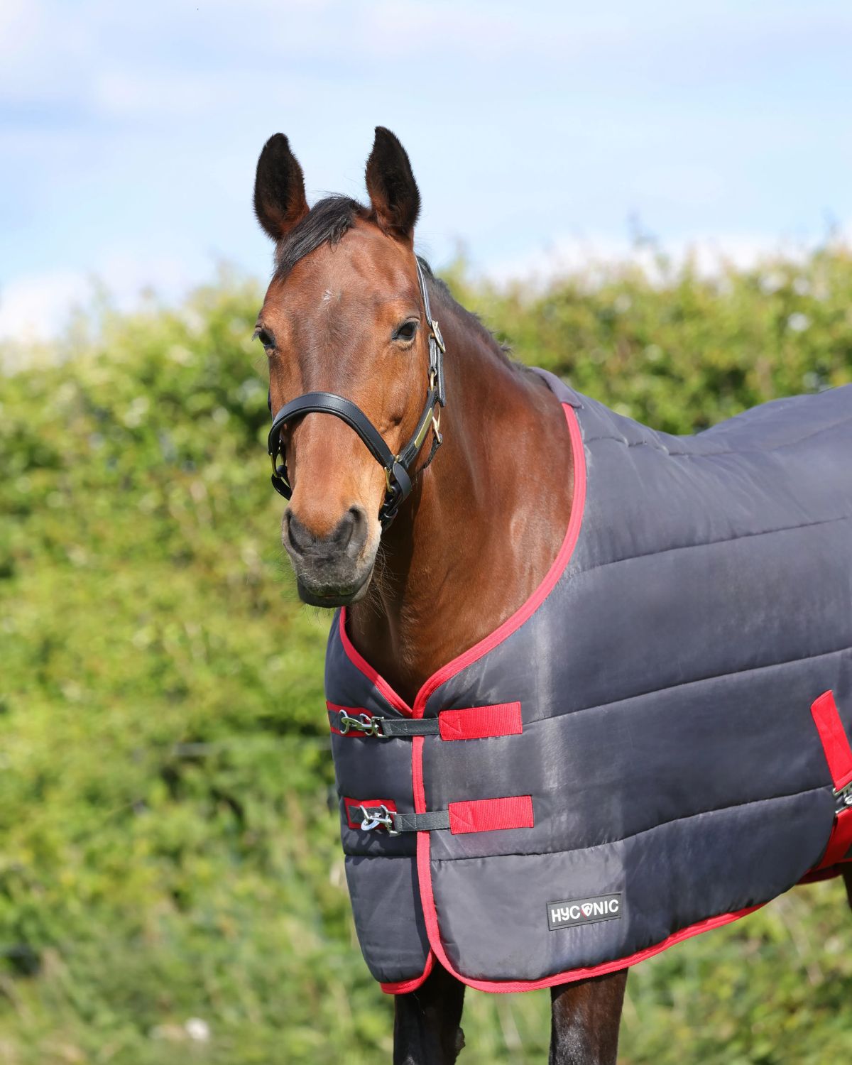 Horse in HYCONIC 250G Stable Rug - Charcoal/Red | Equiflair Winter Horse Wear
