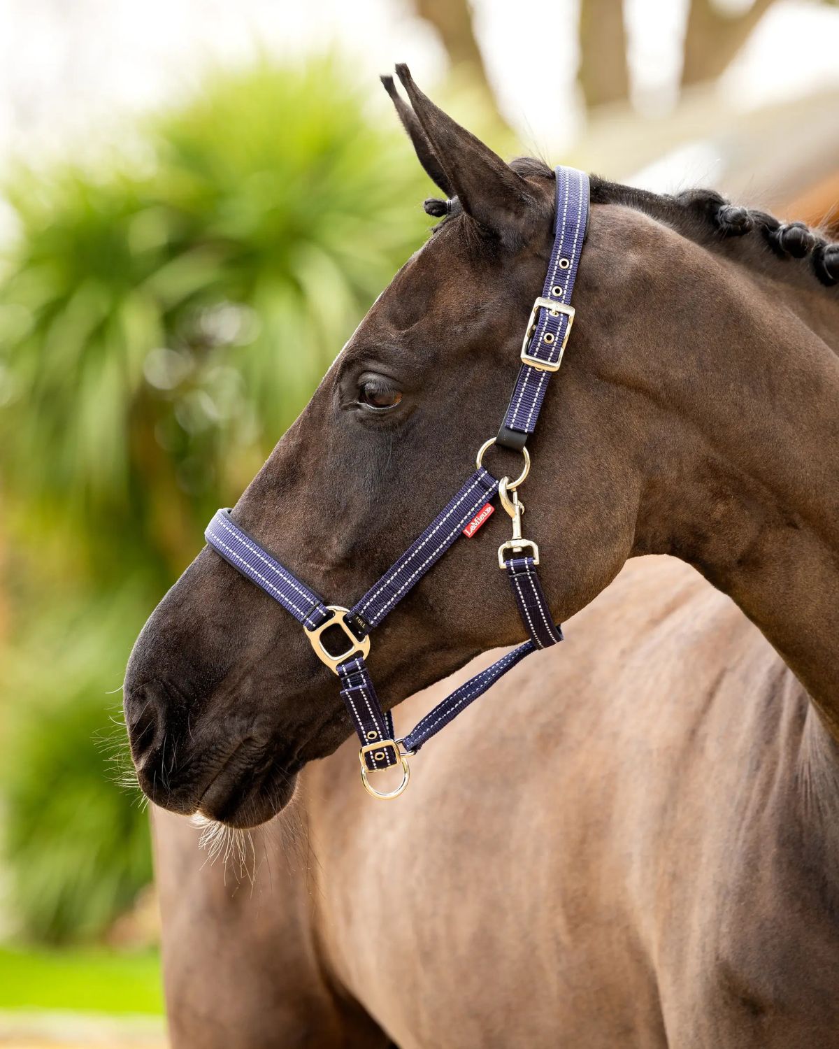 LeMieux Essential Yard Headcollar Navy