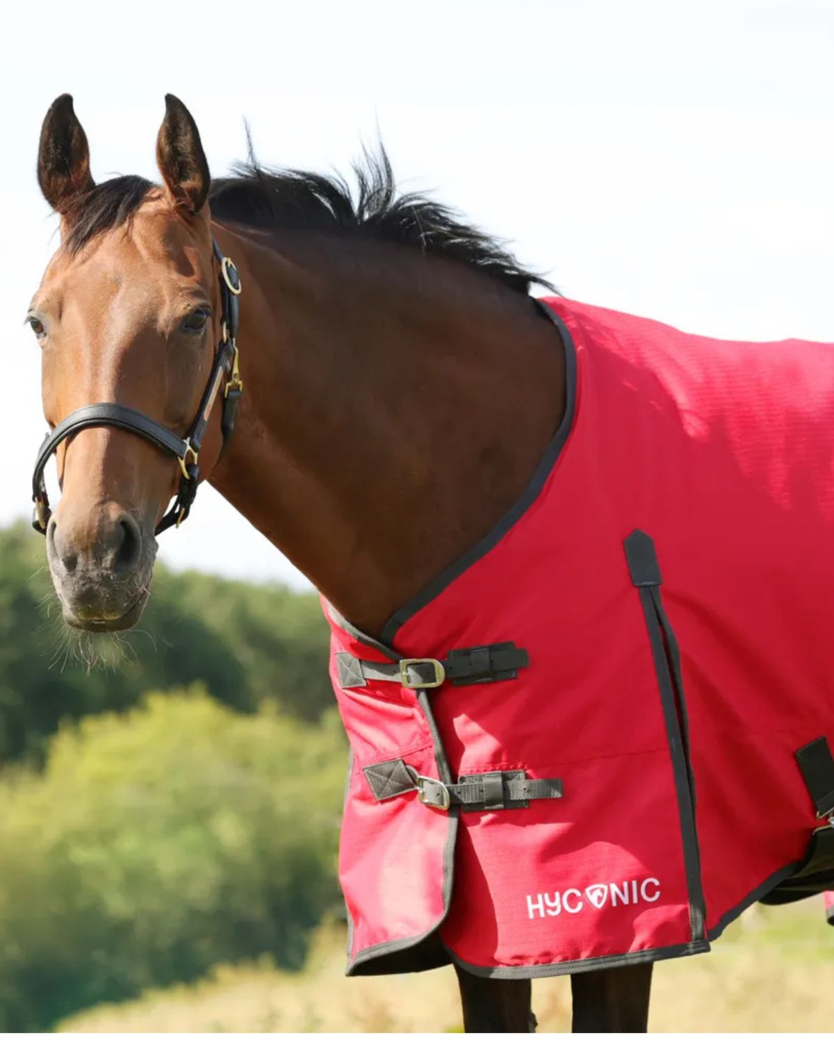 HYCONIC 100G Turnout Rug Red/Charcoal - Waterproof Horse Blanket from Equiflair