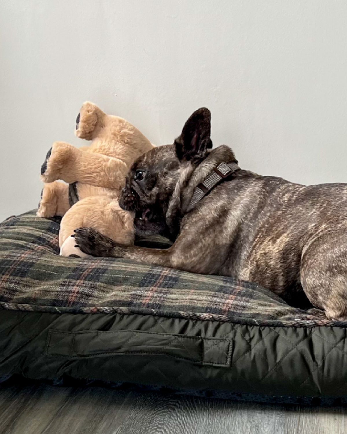 Ancol Heritage Tartan Bear Dog Toy