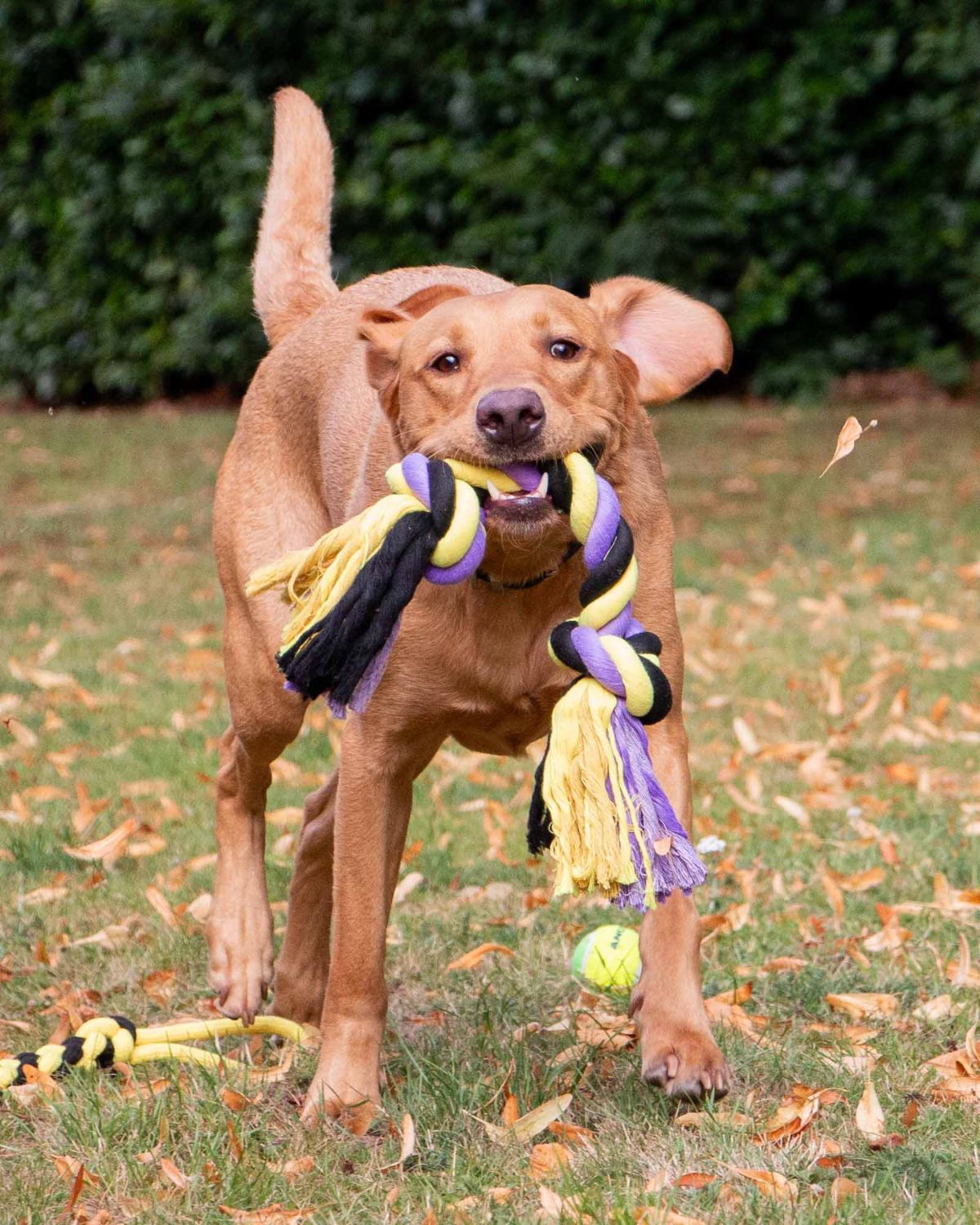 Ancol Playtime Tricoloured Super Rope Dog Toy