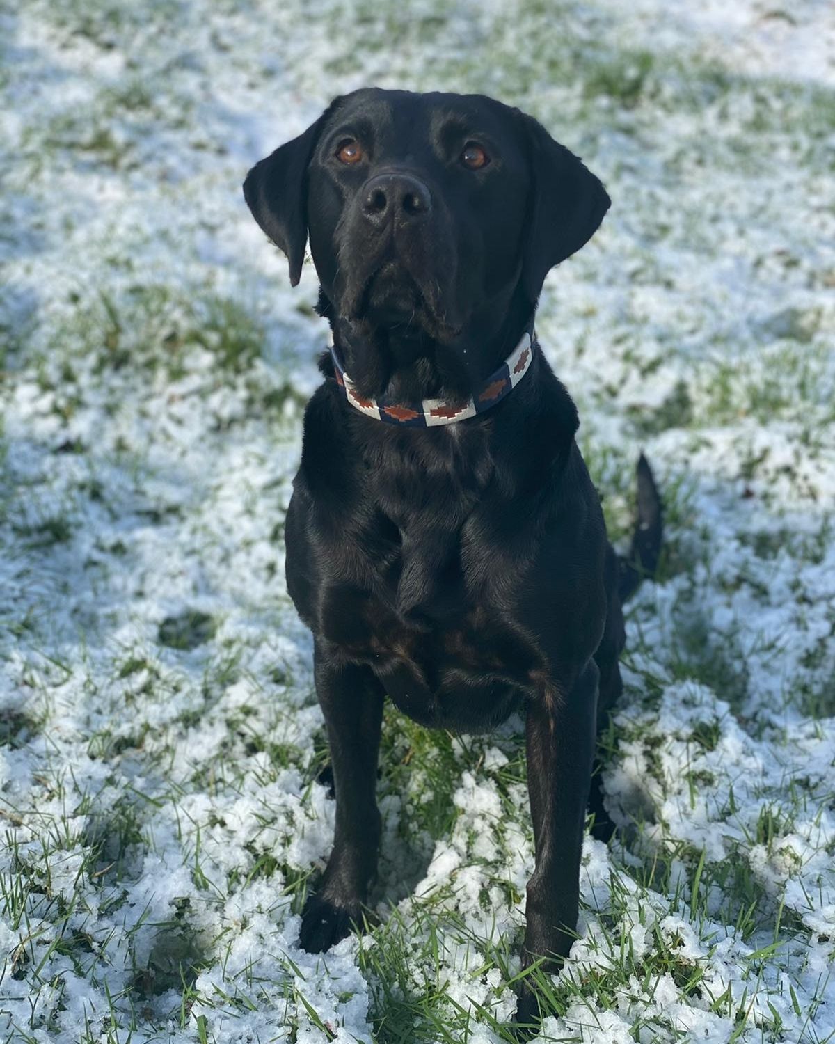 Black Labrador in Snowy Grass Wearing KM Elite Argentinian Dog Collar Admiral from Petworth Collection