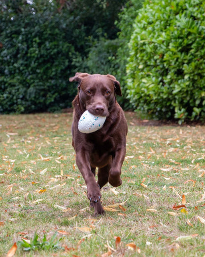 Ancol Chase Floating Rugby Ball Dog Toy