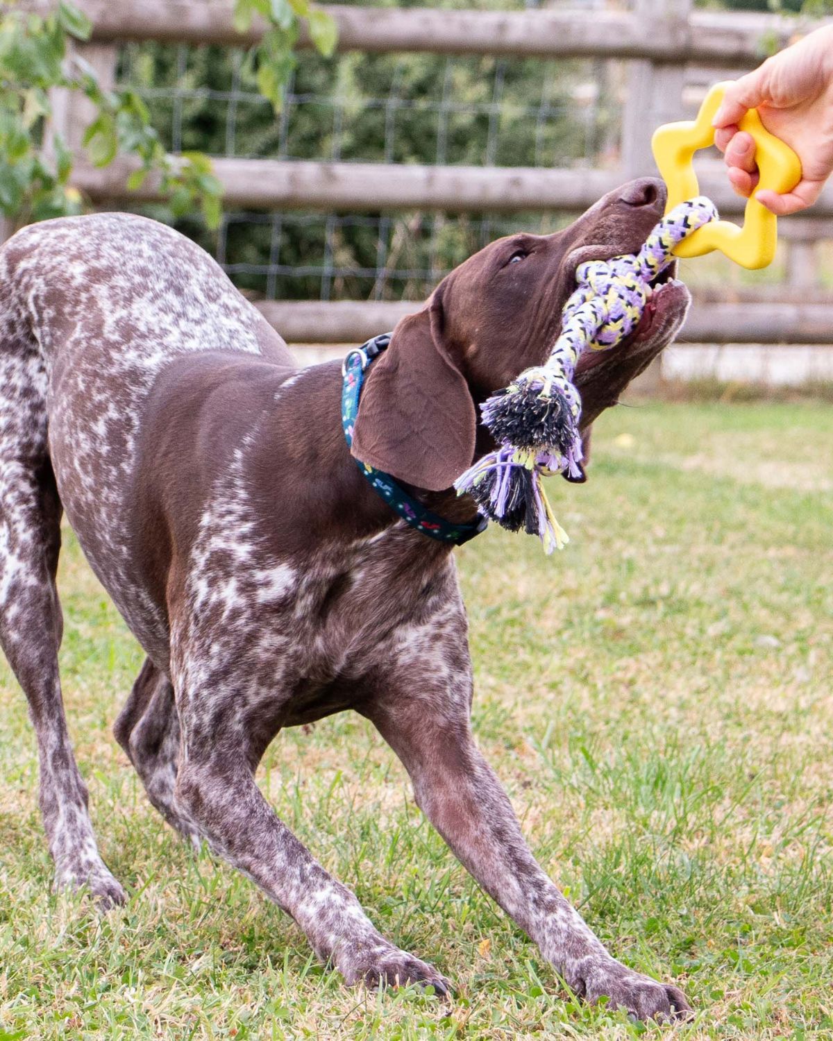 Ancol Playtime Ropey Star Dog Toy