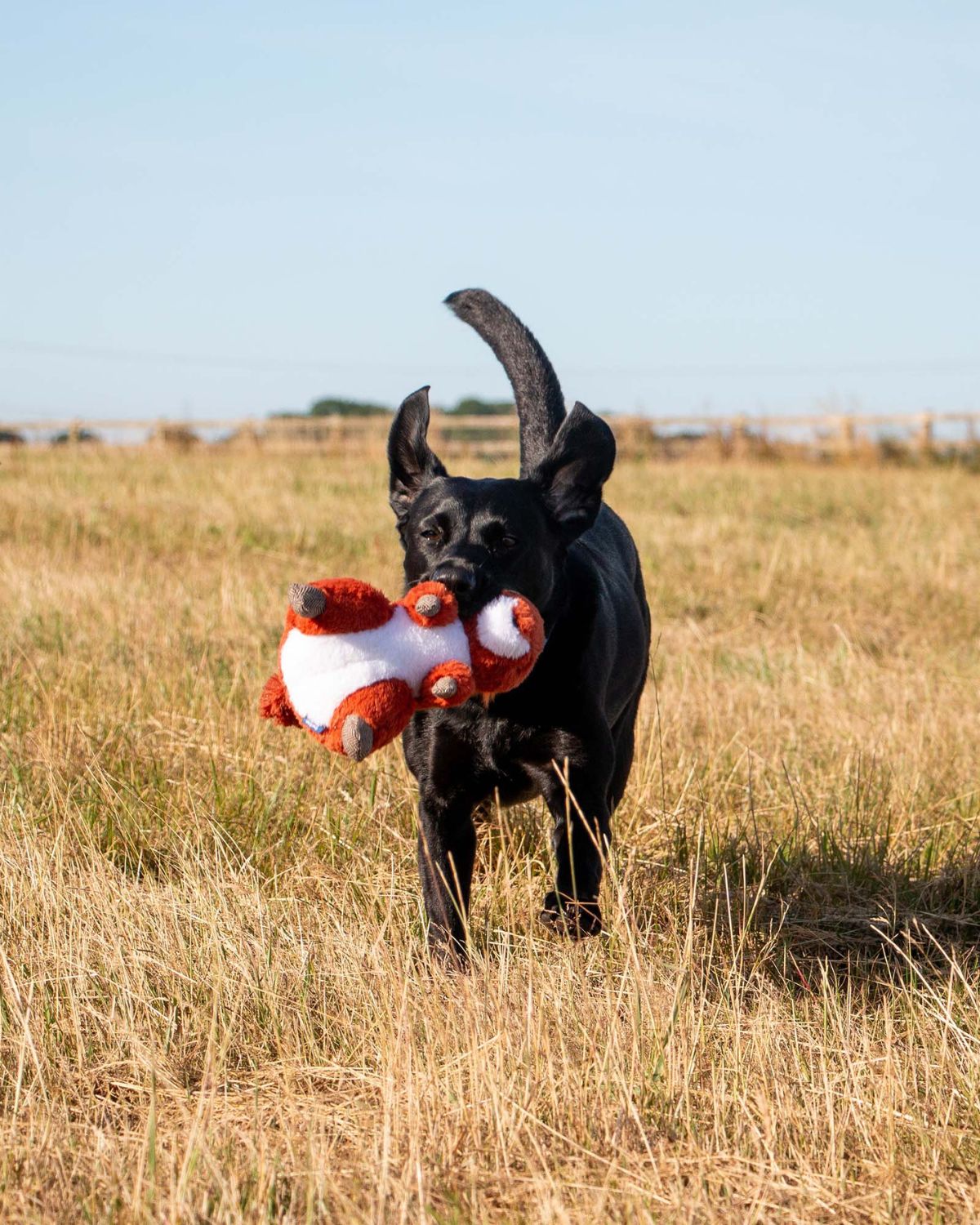 Ancol Heritage Samantha Squirrel Dog Toy