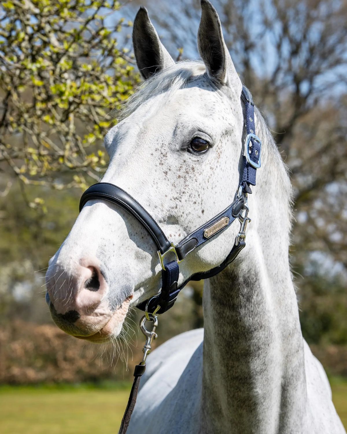 LeMieux Capella Headcollar Navy
