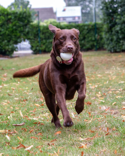 Ancol Chase Floating Ball Dog Toy