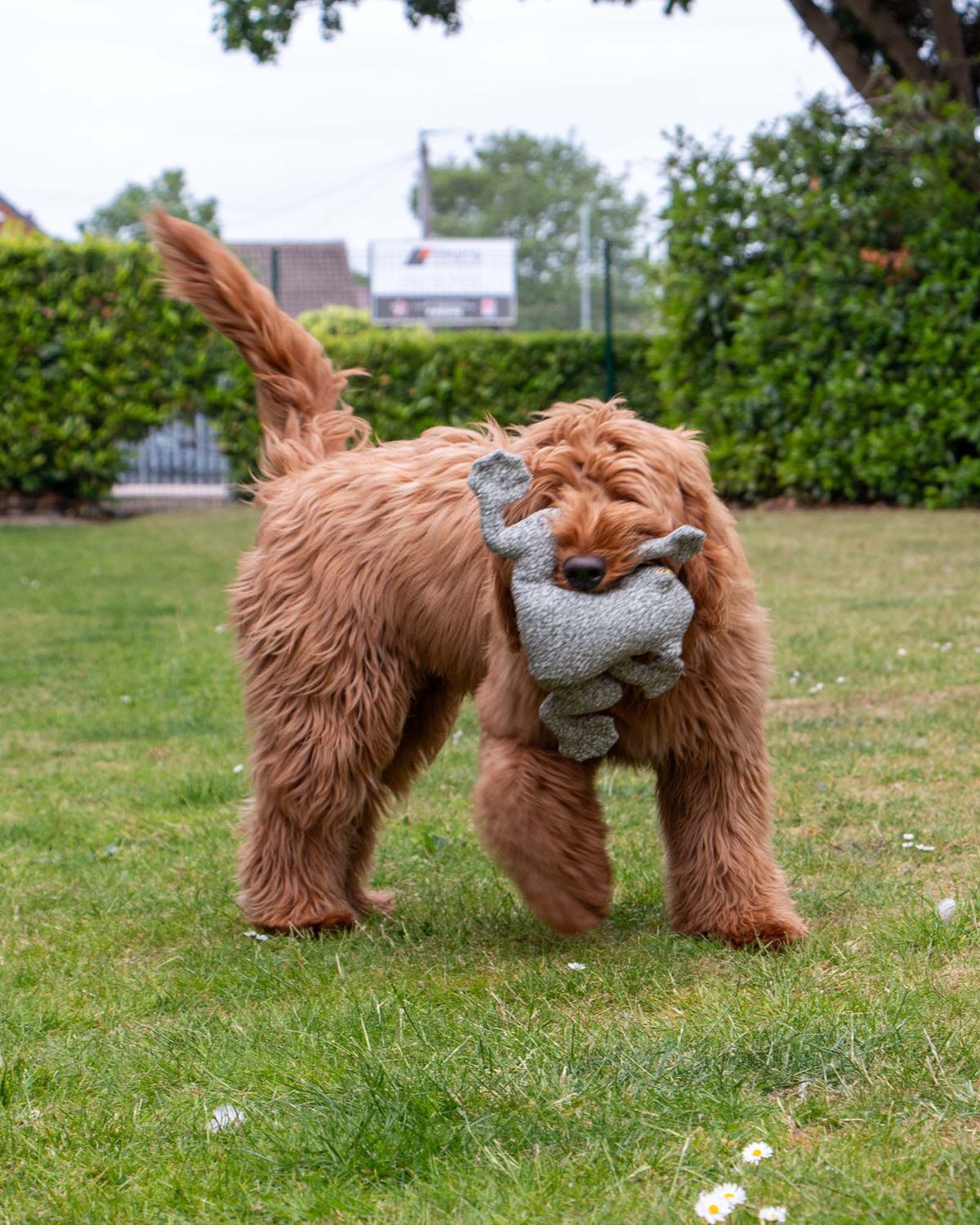 Ancol Heritage Toby Toad Midi Dog Toy