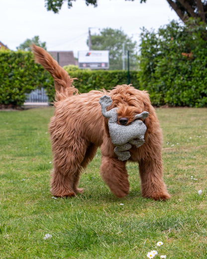 Ancol Heritage Toby Toad Midi Dog Toy