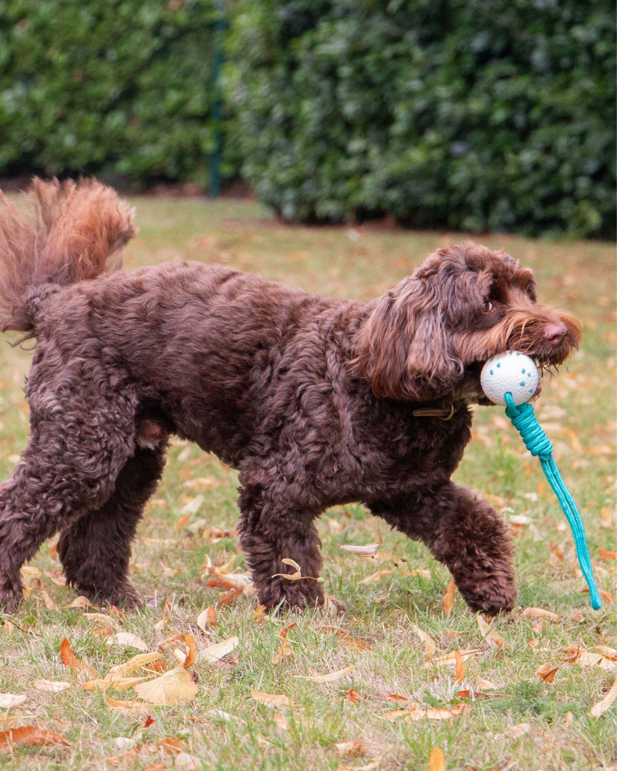 Ancol Chase Floating Ropey Ball Tug Dog Toy