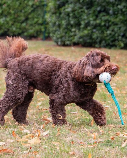 Ancol Chase Floating Ropey Ball Tug Dog Toy