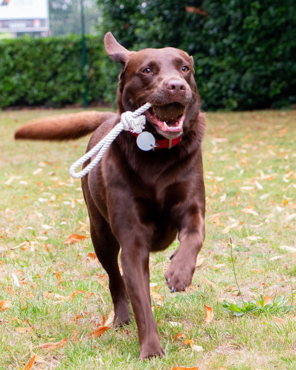 Ancol Tough Coffee Ground Ropey Ball Tugger Dog Toy