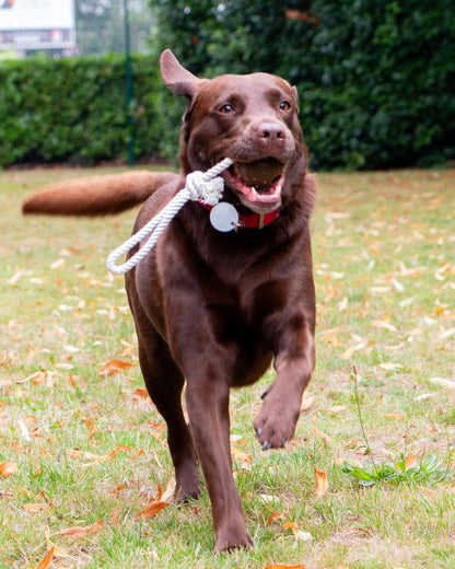 Ancol Tough Coffee Ground Ropey Ball Tugger Dog Toy