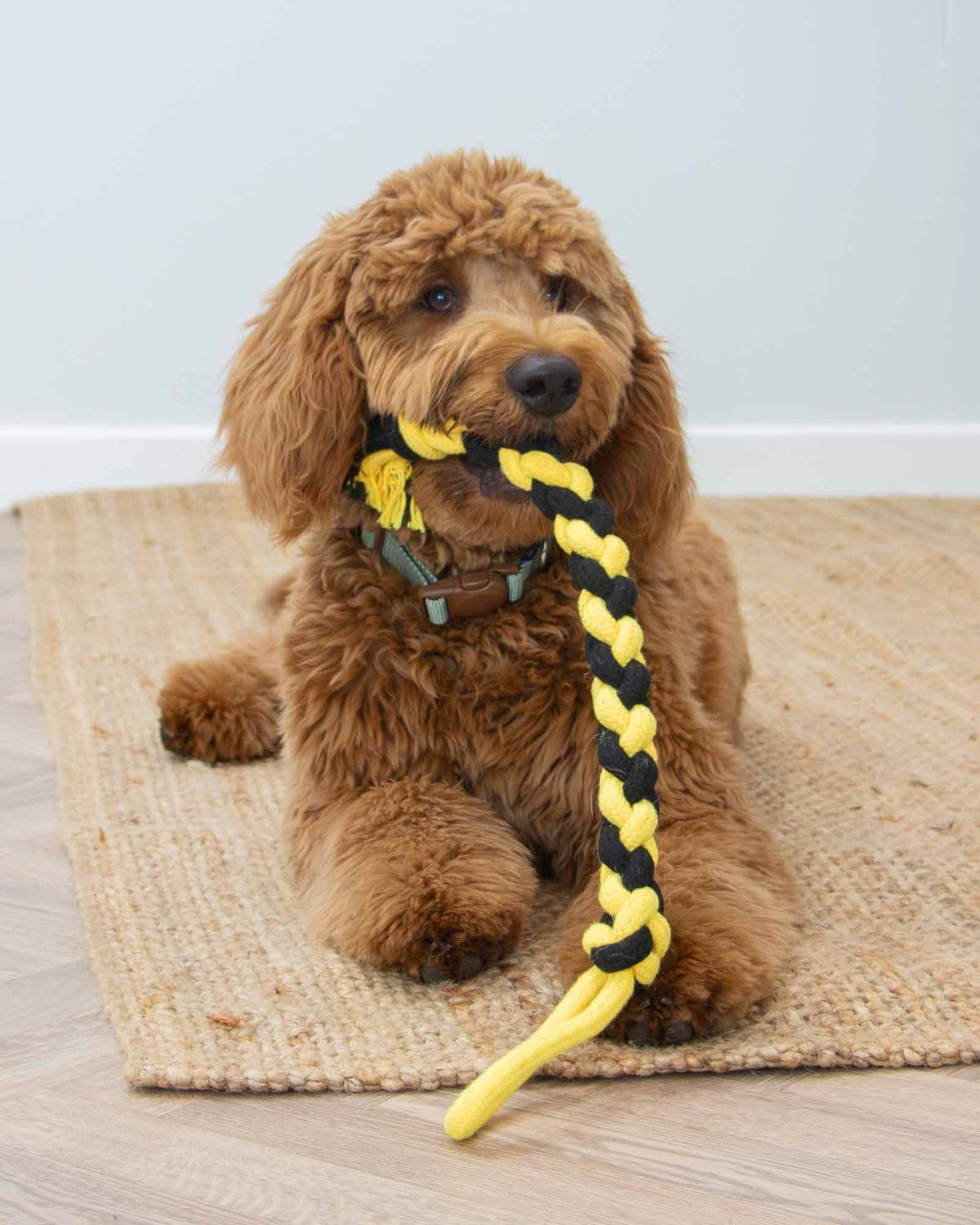 Ancol Playtime Bumble Bee Ropey Twist Dog Toy