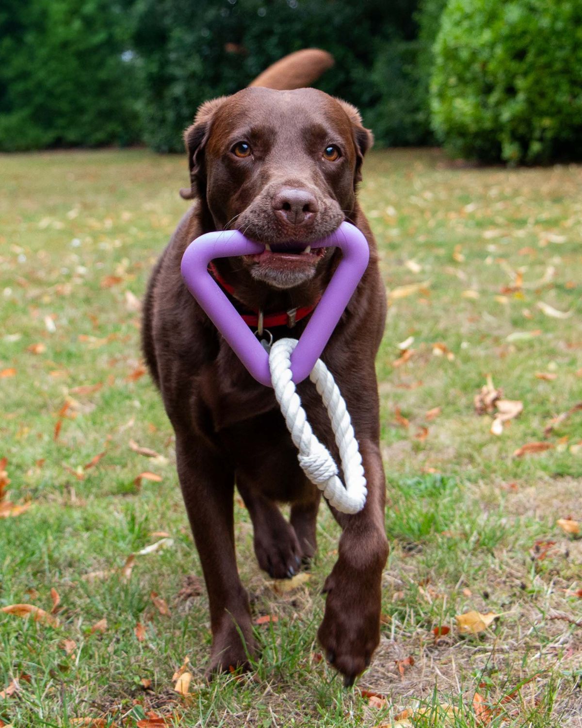 Ancol Playtime Natural Ropey Triangle Purple Dog Toy