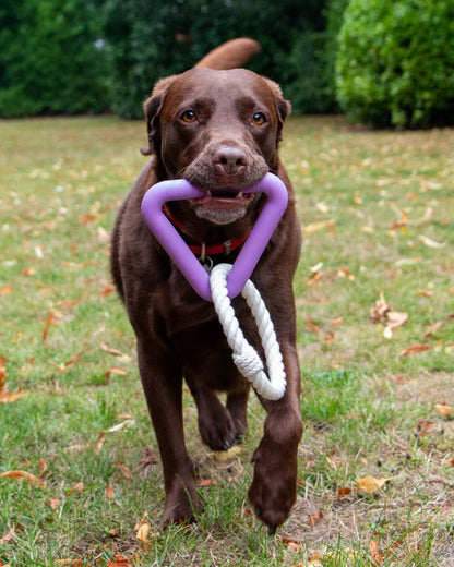Ancol Playtime Natural Ropey Triangle Purple Dog Toy