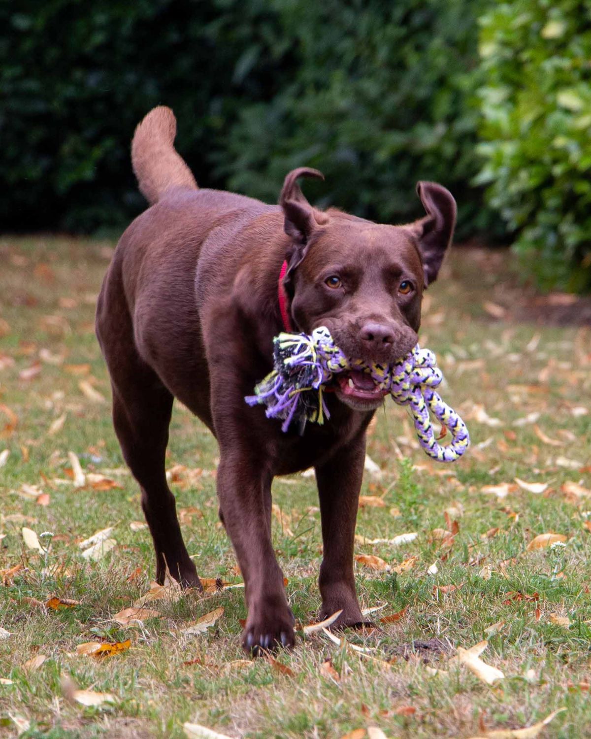 Ancol Playtime Ropey Knot Dog Toy