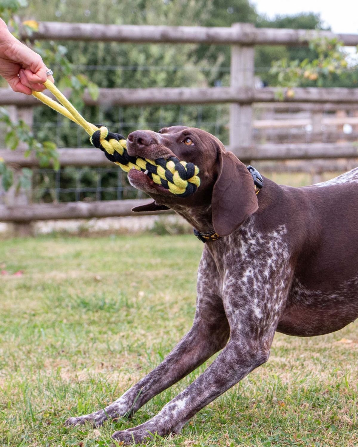Ancol Playtime Bumble Bee Ropey Plait Dog Toy