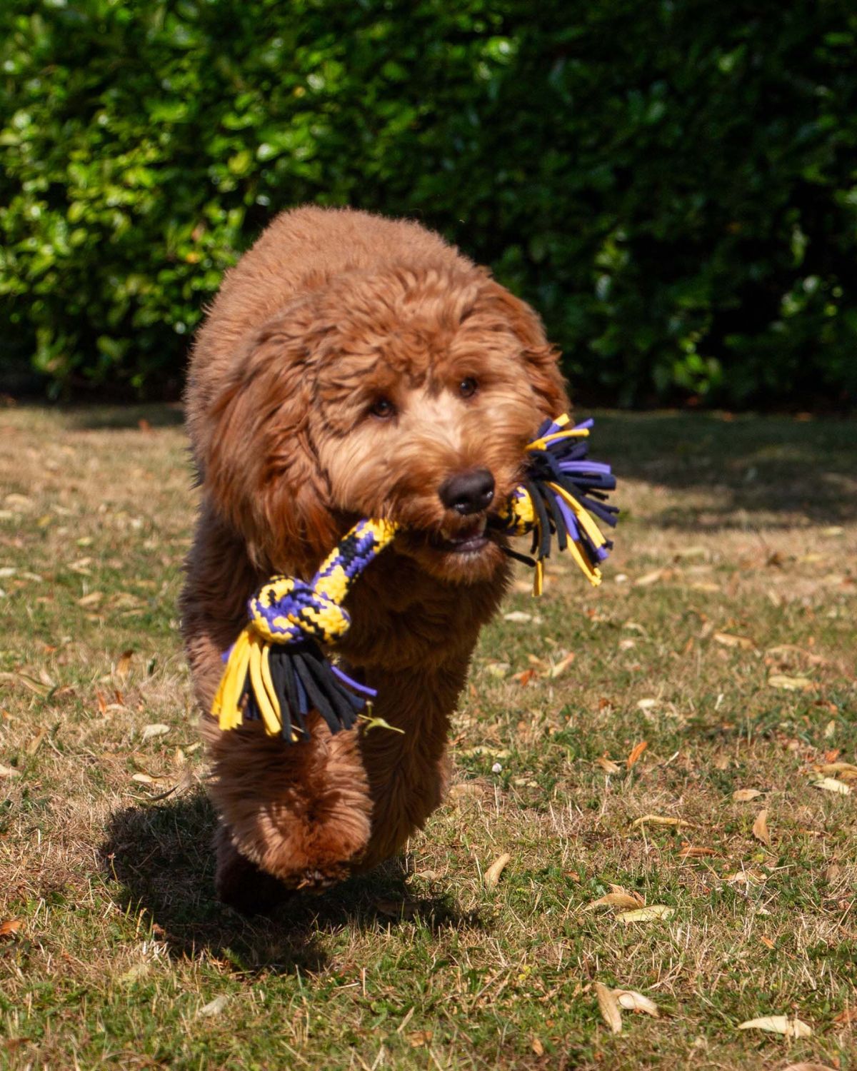Ancol Tricolored T-Shirt Rope Tug Dog Toy