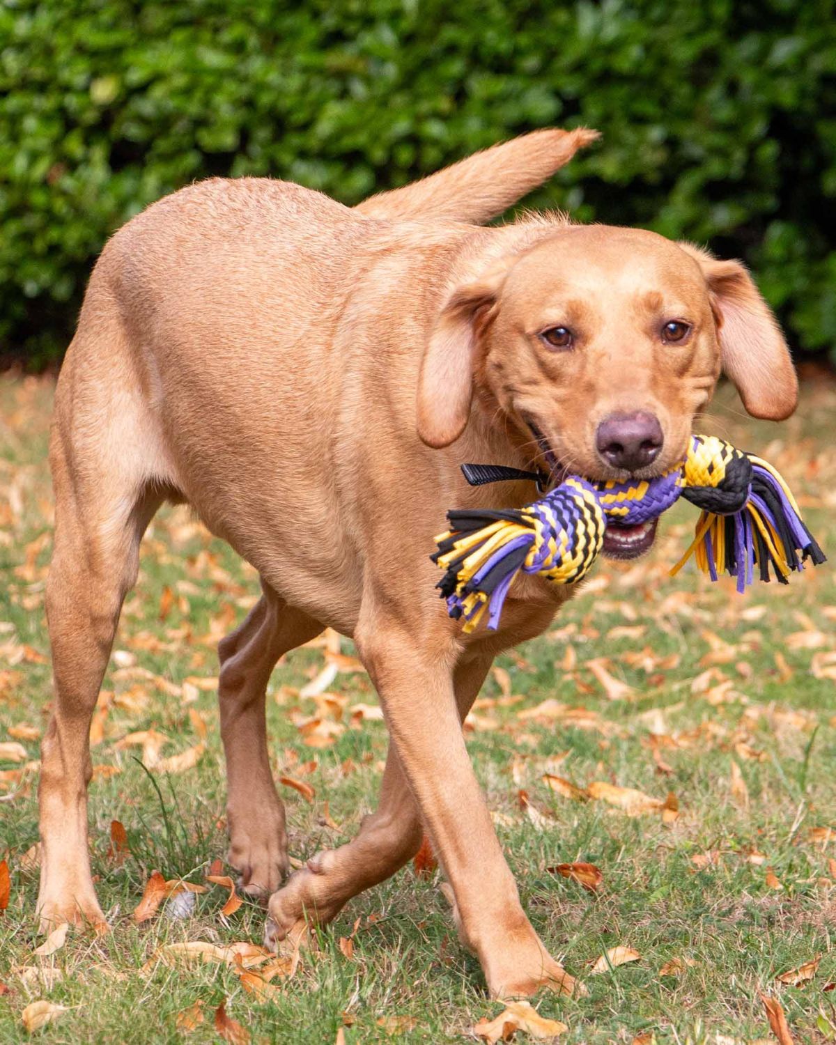 Ancol Playtime Squeak T-Shirt Rope Ball Medium Dog Toy
