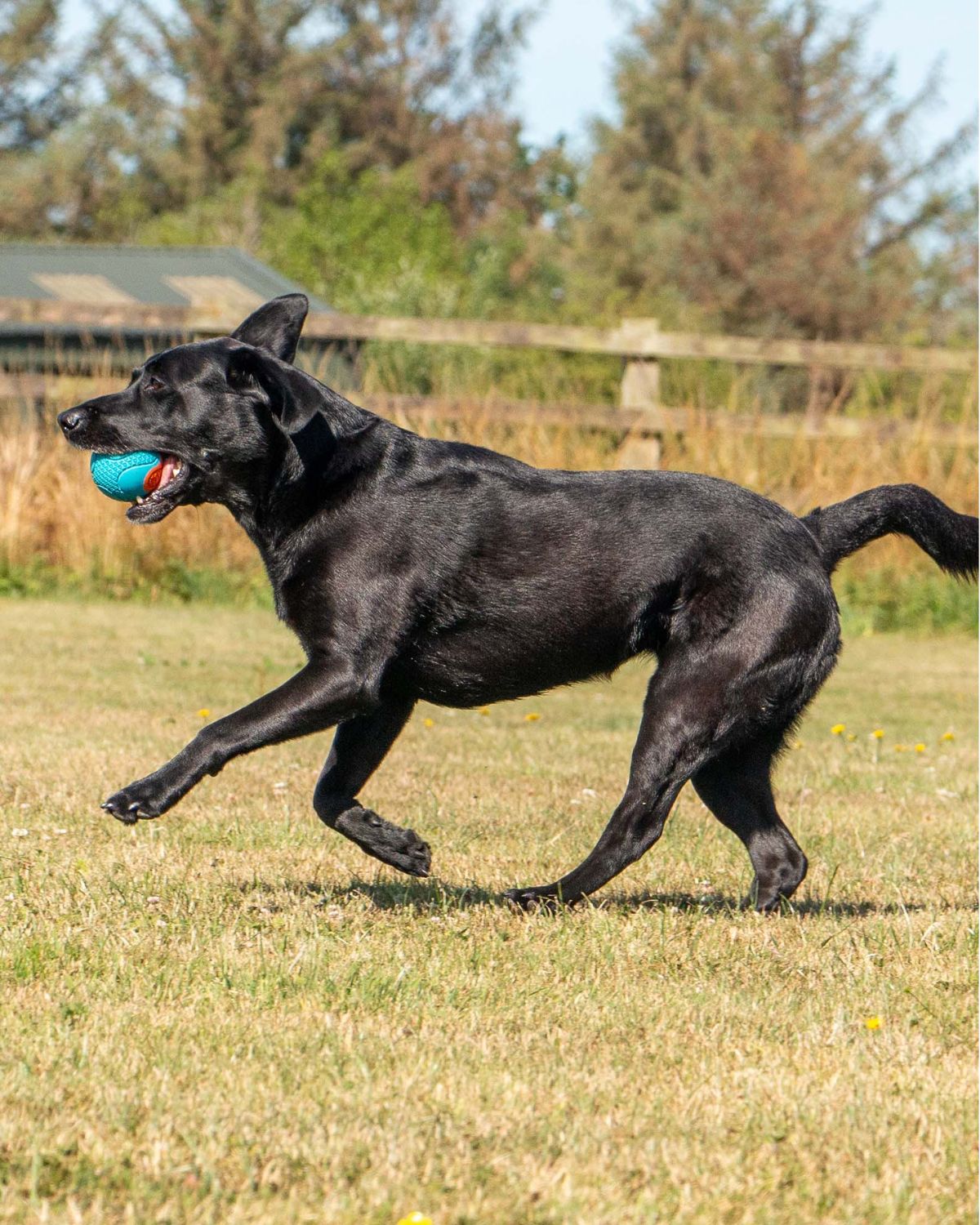 Ancol Playtime Chase Tough Rubber Ball Dog Toy