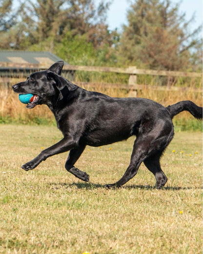 Ancol Playtime Chase Tough Rubber Ball Dog Toy