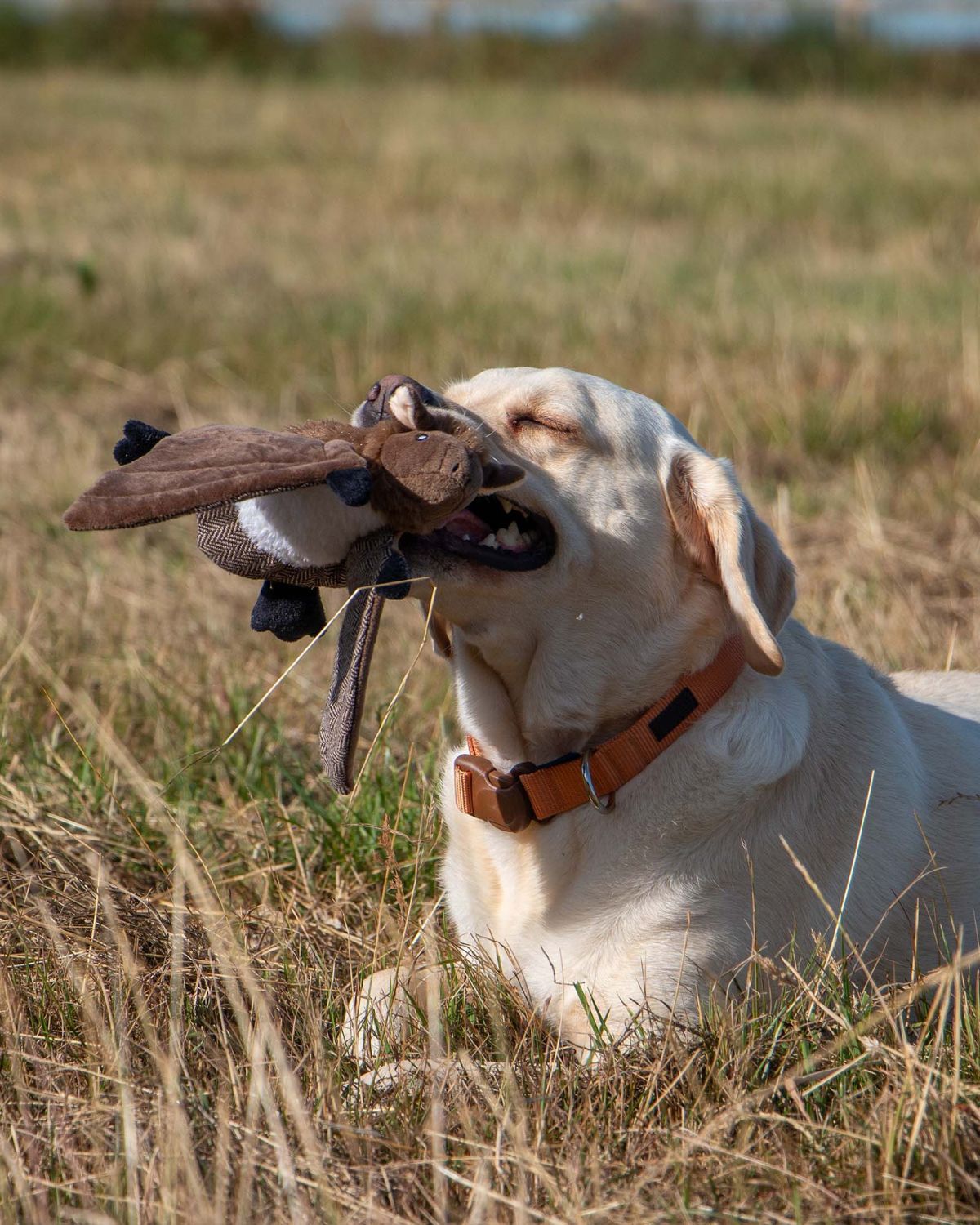 Ancol Heritage Barnaby Bat Mid Dog Toy