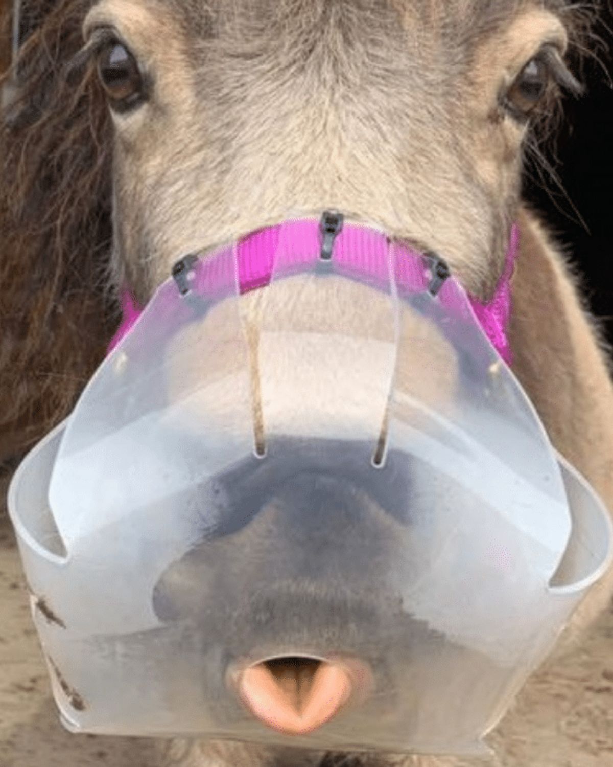 ThinLine Flexible Filly Grazing Muzzle