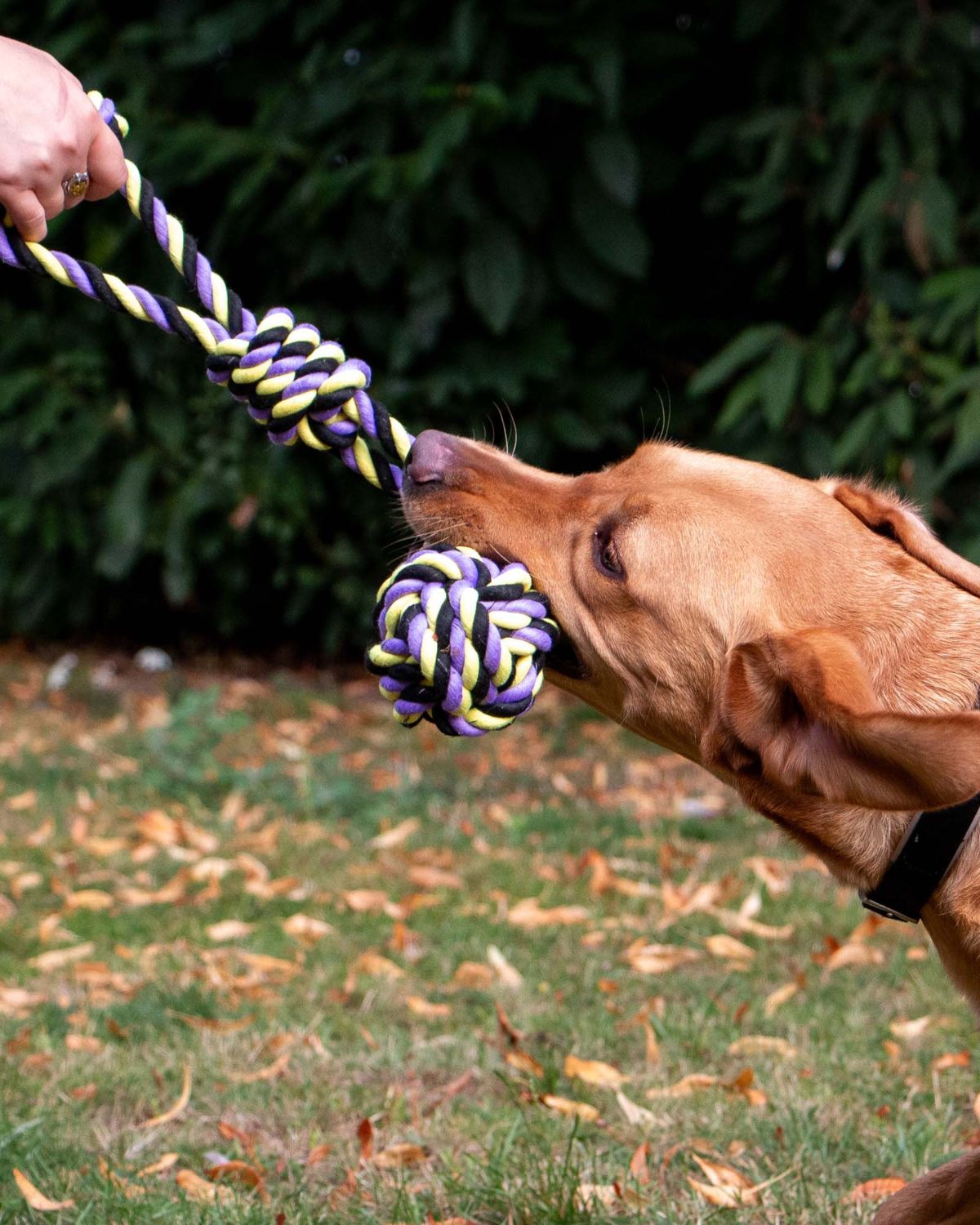 Ancol Playtime Tricoloured Jumbo Rope Ball Tug Dog Toy