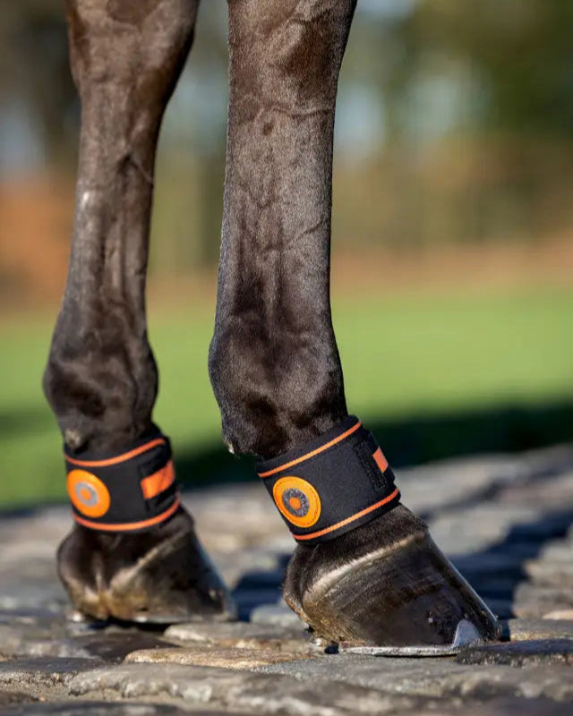Lemieux Magno Pastern Wraps - Black Equine Horse Leg Protection - Magnetic Therapy for Hoof Health