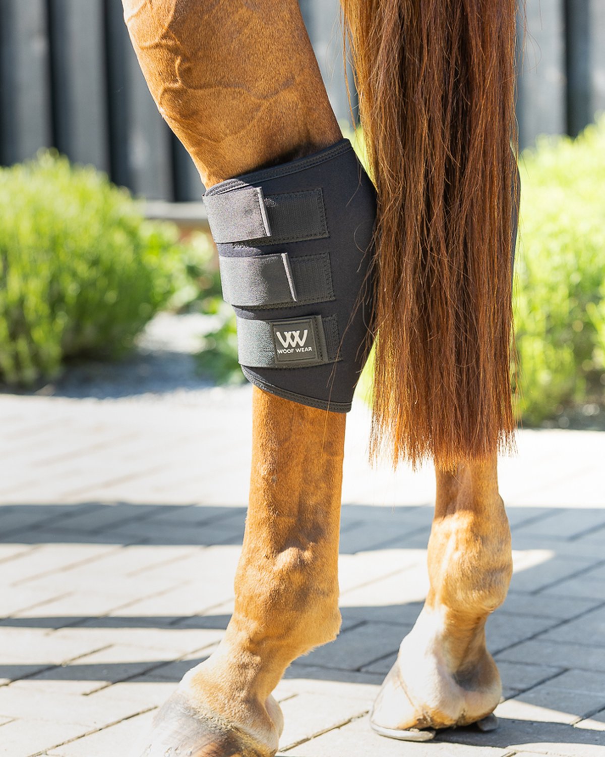 Woof Wear Hock Boot Black on Horse Leg - Protection and Injury Recovery