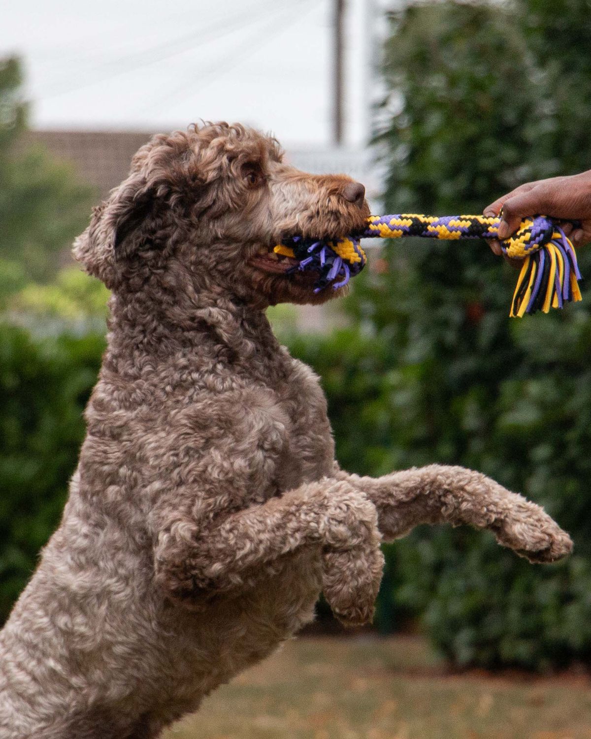 Ancol Tricolored T-Shirt Rope Tug Dog Toy