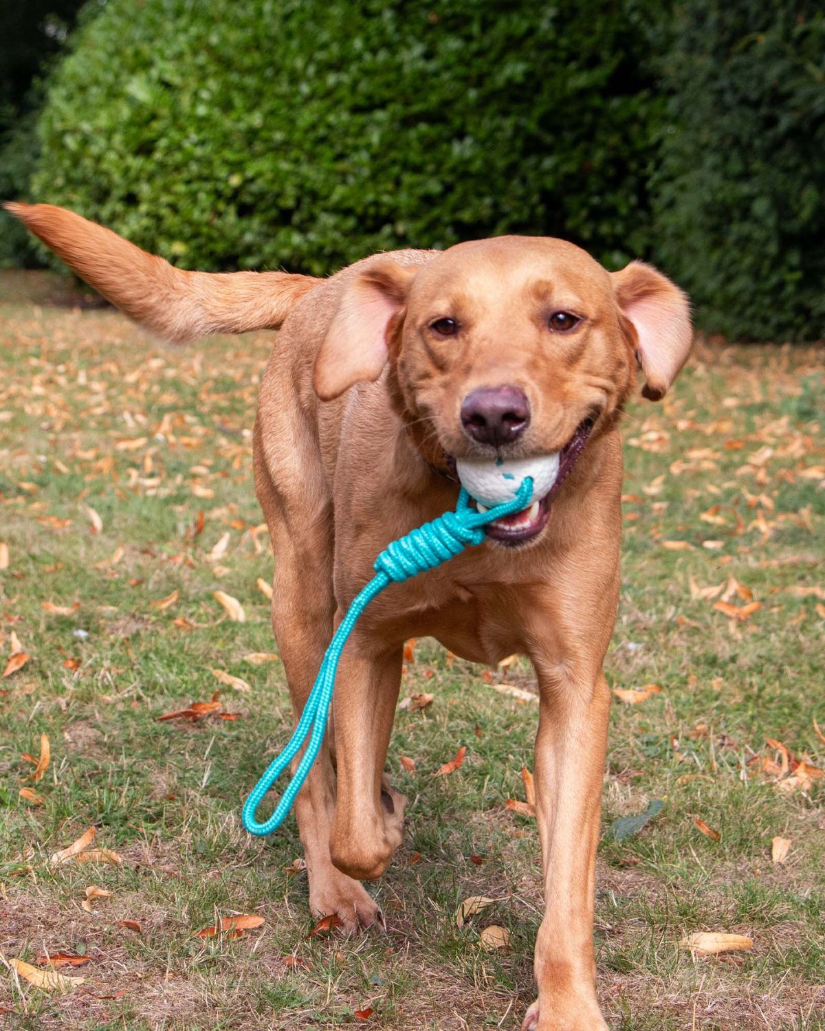 Ancol Chase Floating Ropey Ball Tug Dog Toy