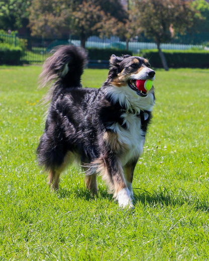 Ancol Chase Tennis Ball Launcher Dog Toy