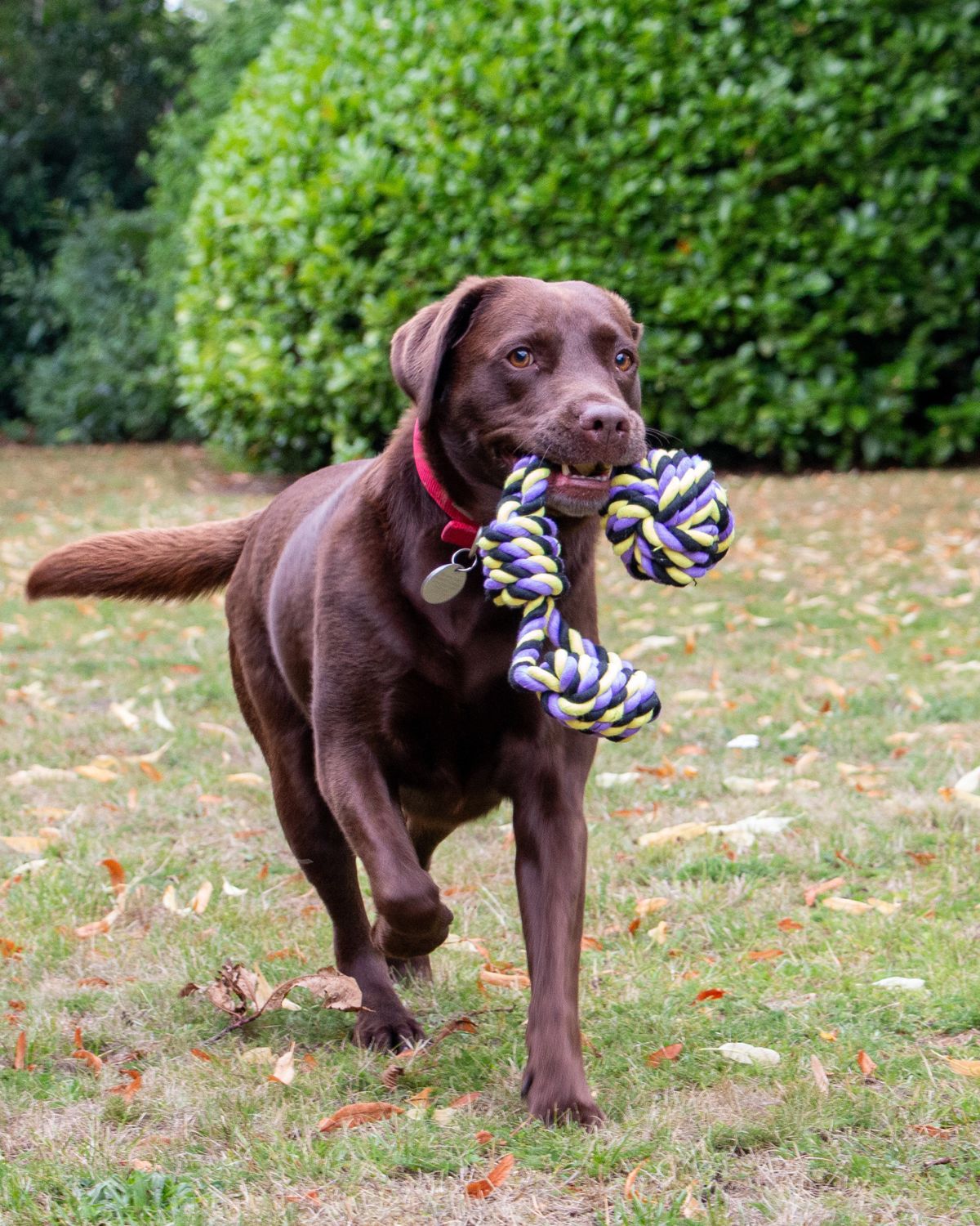 Ancol Playtime Tricoloured Jumbo Rope Ball Tug Dog Toy