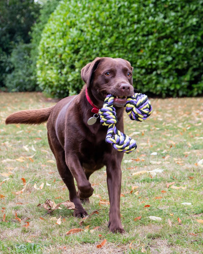 Ancol Playtime Tricoloured Jumbo Rope Ball Tug Dog Toy
