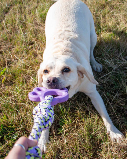 Ancol Playtime Ropey Paw Dog Toy