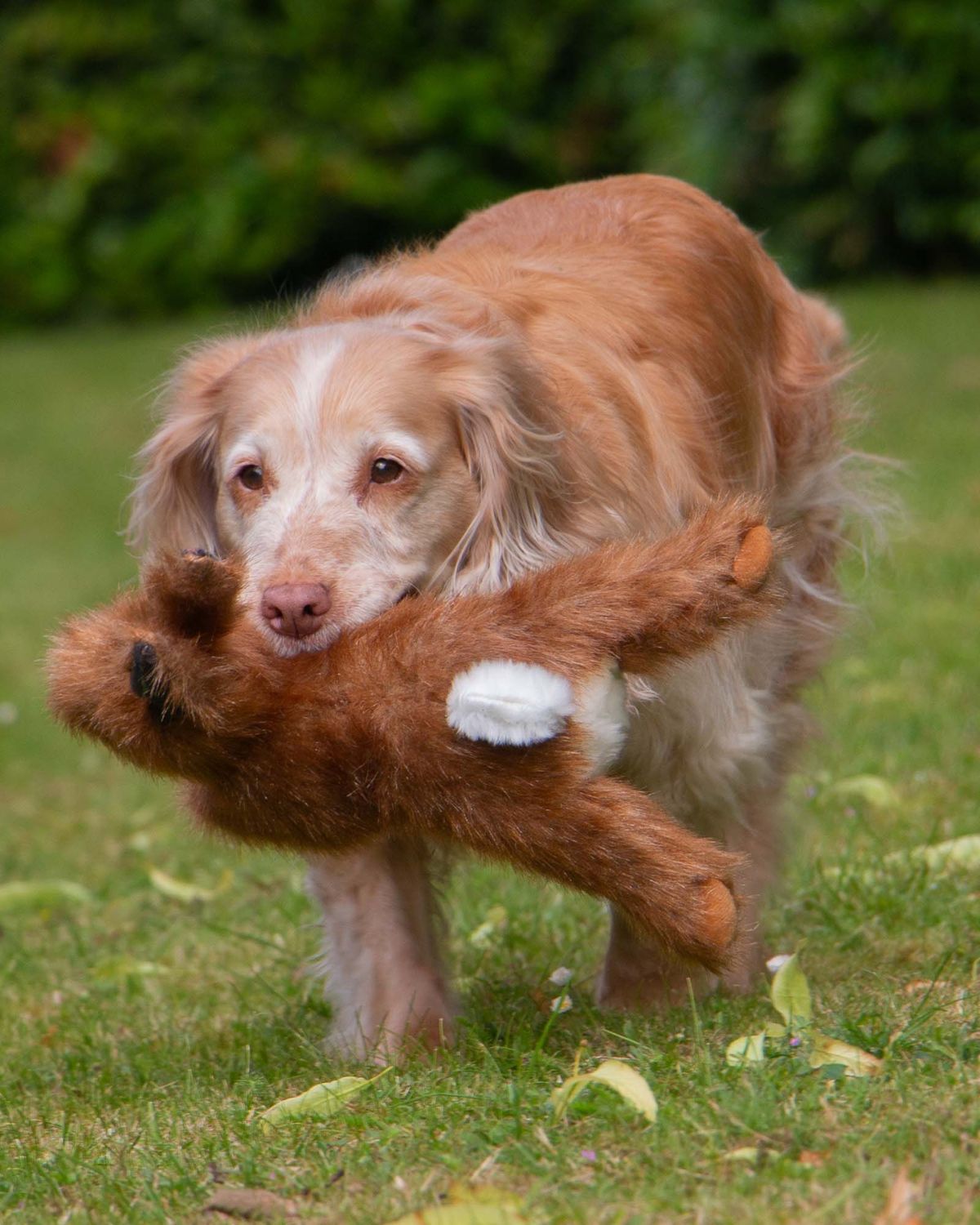 Ancol Heritage Harris Hare Dog Toy