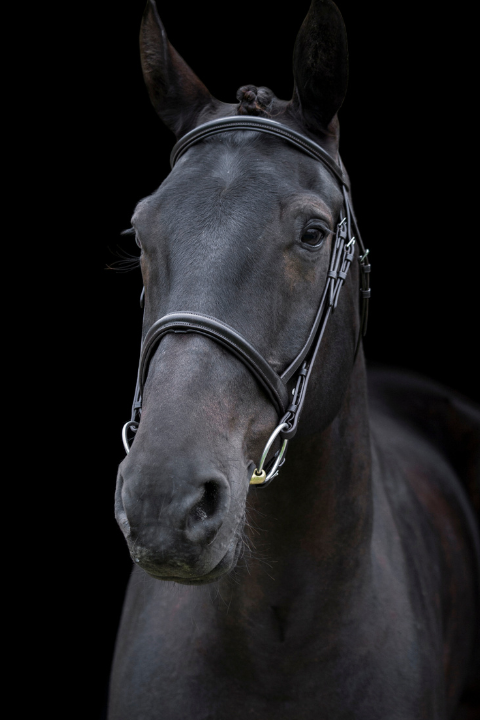 Black Leather Horse Bridle | Comfort Equestrian Tack | Removable Flash | Equiflair Store