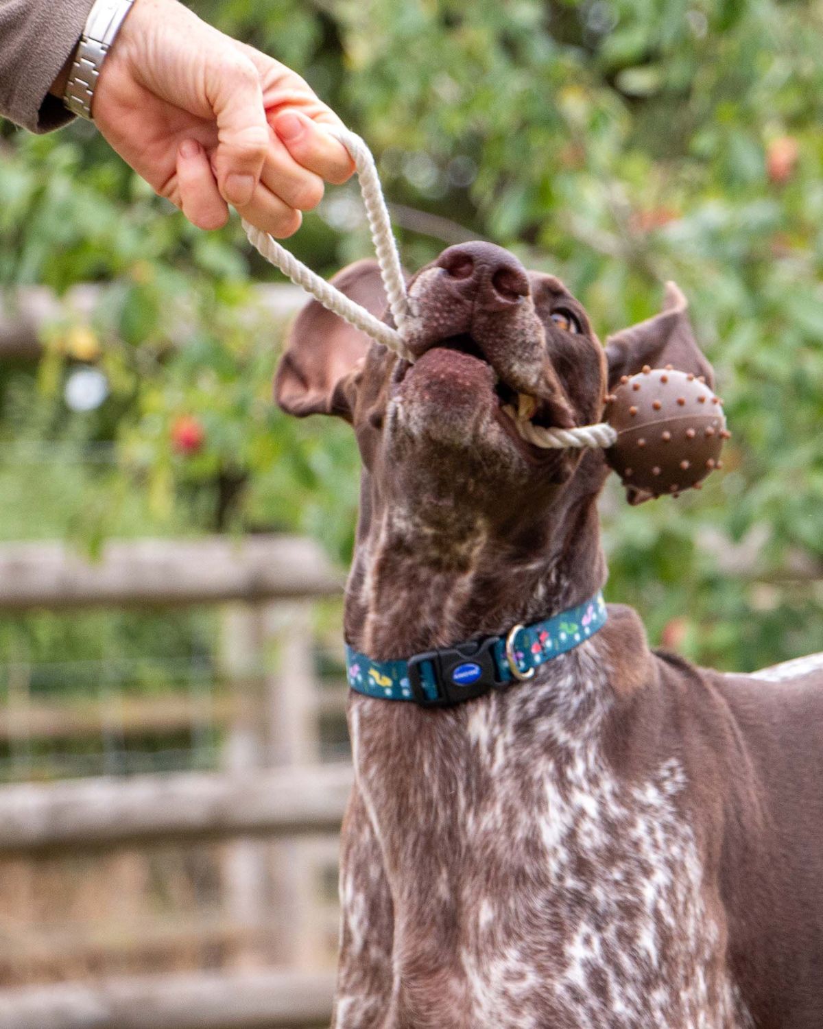 Ancol Tough Coffee Ground Ropey Ball Tugger Dog Toy