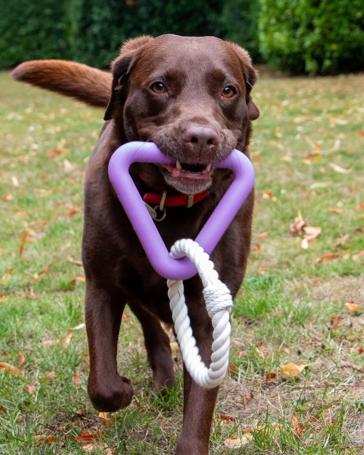 Ancol Playtime Natural Ropey Triangle Purple Dog Toy