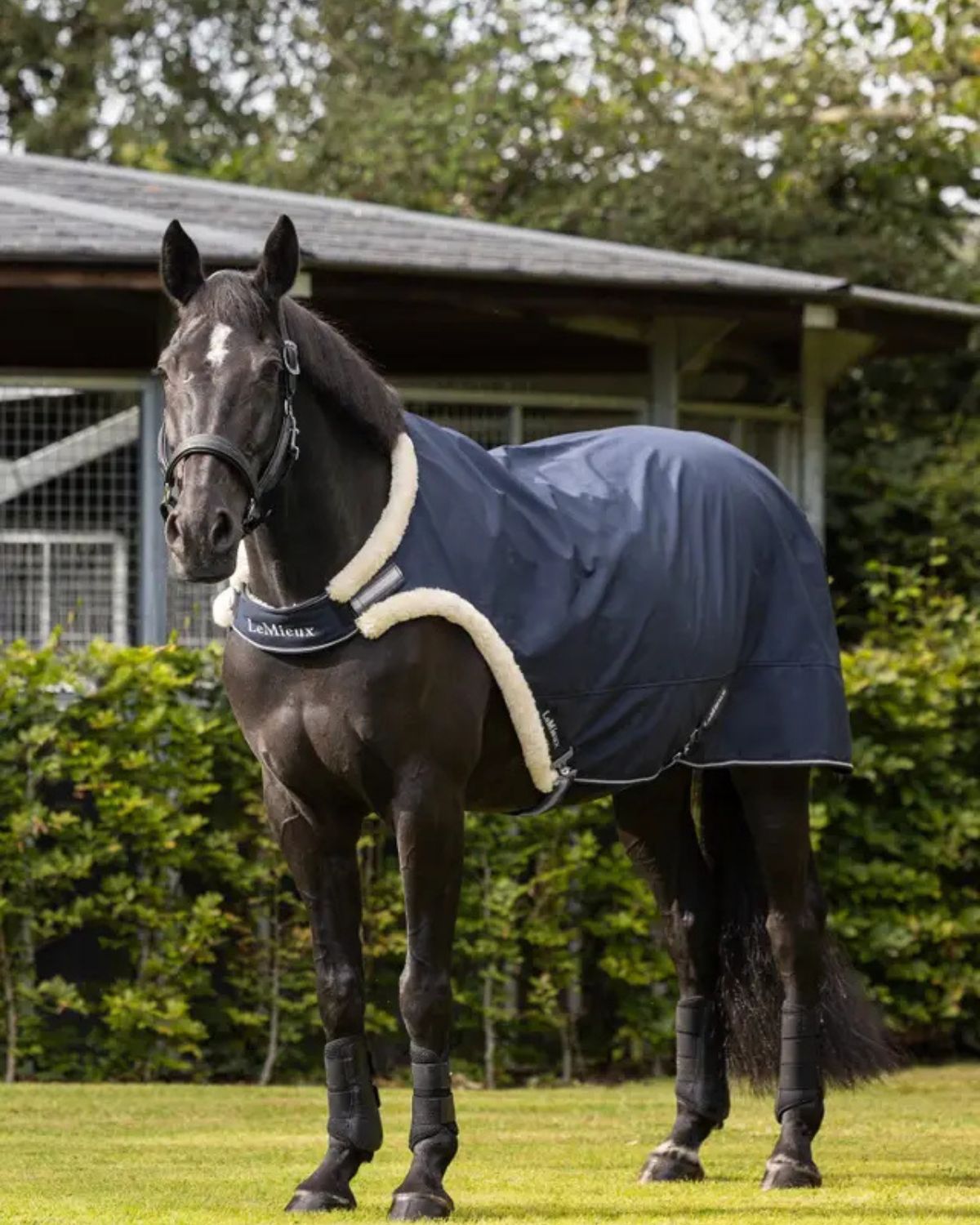 Black Horse in LeMieux Walker Rug Navy - Equine Comfort & Style | Equiflair