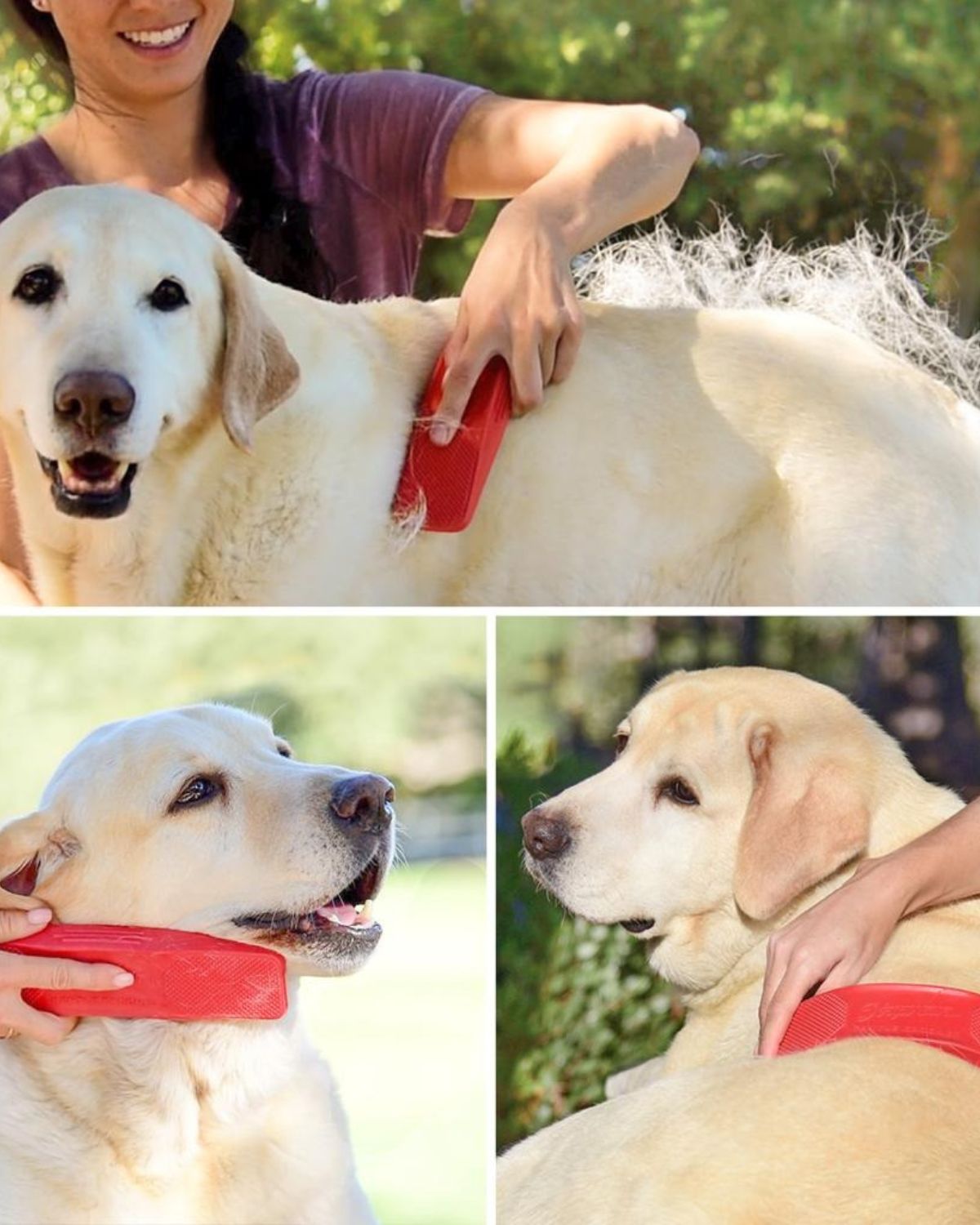 StripHair Gentle Groomer for Dogs: Woman Grooming Labrador Retriever with red KM ELITE STRIPHAIR SENSITIVE Tool by Equiflair
