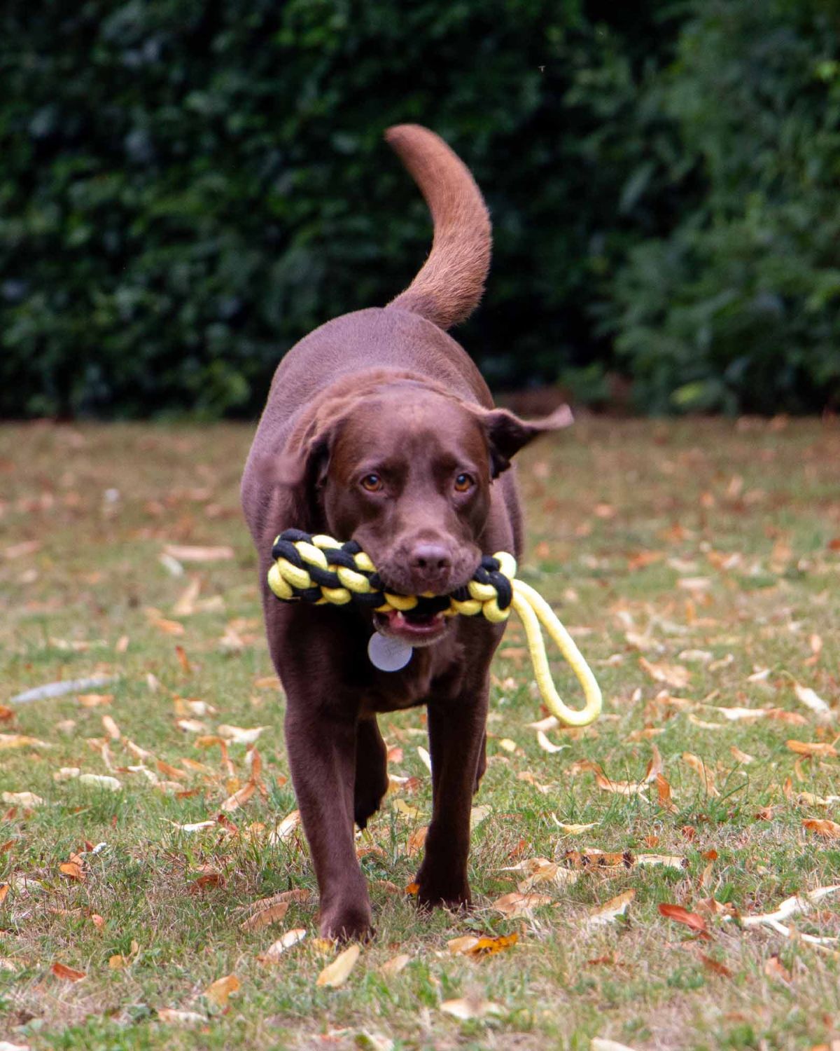 Ancol Playtime Bumble Bee Ropey Plait Dog Toy